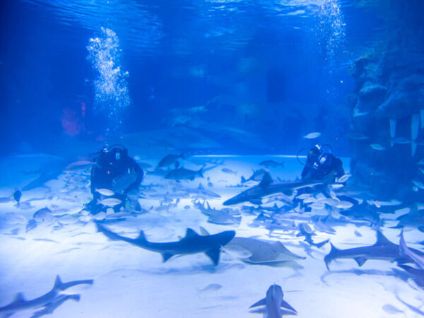 Antalya Aquarium Day Tour from Alanya - Image 8