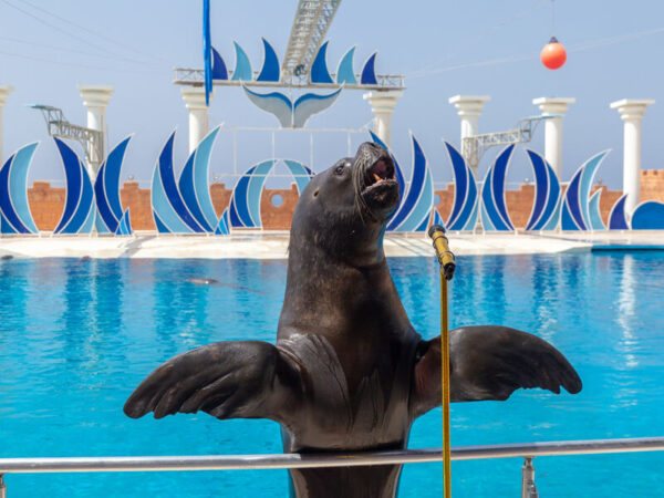 Dolphin Show Tour from Alanya - Görsel 6
