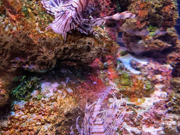 Antalya Aquarium Day Tour from Alanya - Image 2