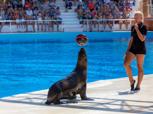Dolphin Show Tour from Alanya - Görsel 5
