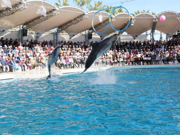 Dolphin Show Tour from Alanya - Görsel 4