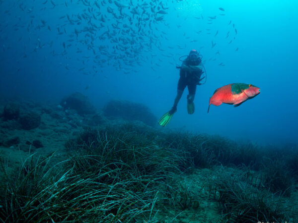 Scuba Diving Tour from Side to Alanya with 2 Dives & Lunch - Görsel 2