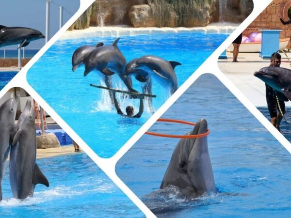 Dolphin Show Tour from Alanya - Görsel 3