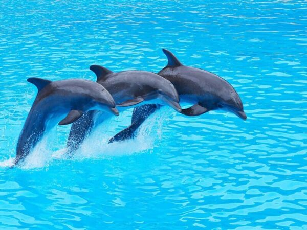 Dolphin Show Tour from Alanya - Görsel 2