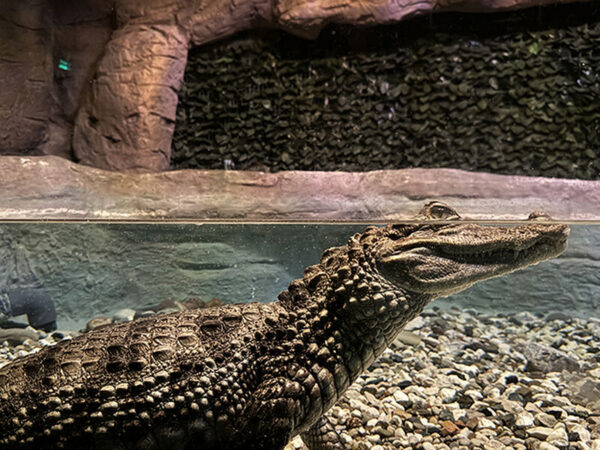 Antalya Aquarium Day Tour from Alanya - Image 7